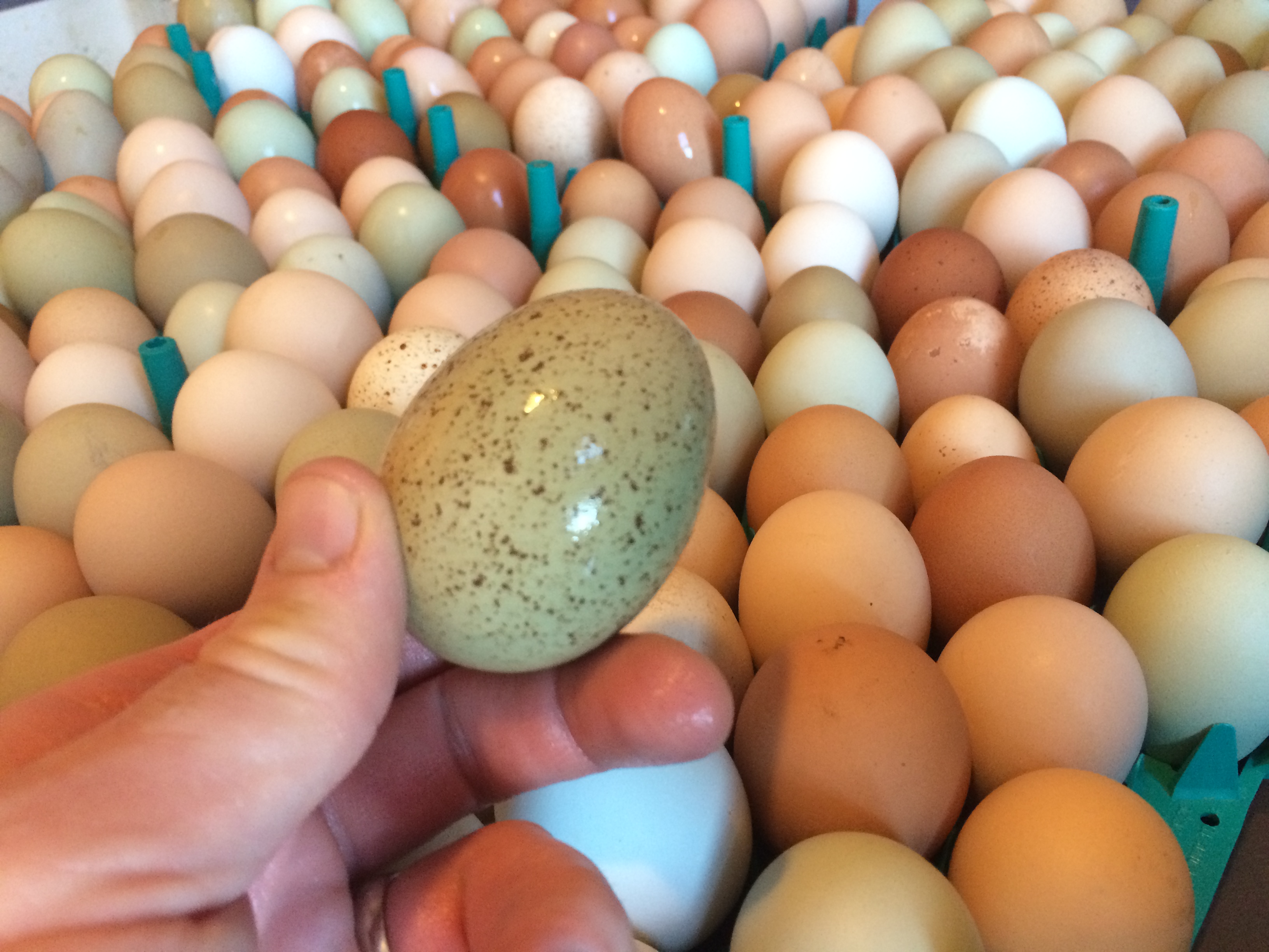 Spotted green chicken egg